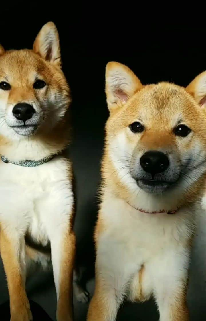 柴犬たま Shibainu Tamaのインスタグラム