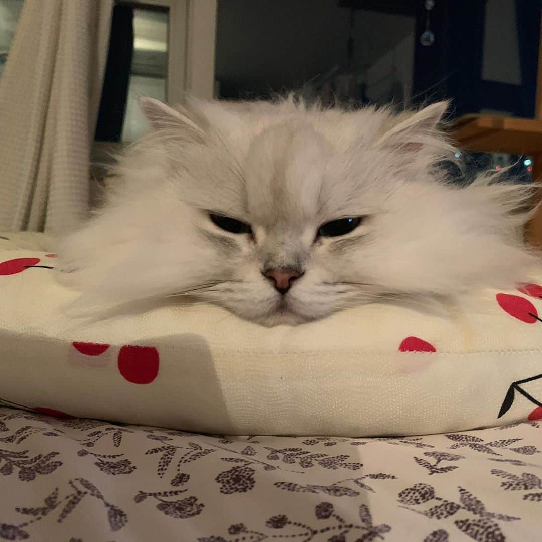후추네큰언니のインスタグラム：「다각도   #후추  #고양이  #냥스타그램 #캣스타그램  #Hoochu #Hoochuthecat #cat #cats #catstagram #catsofinstagram #topcatphoto #bestmeow #ilovecat #cute #fluffy #petstagram #instacats」