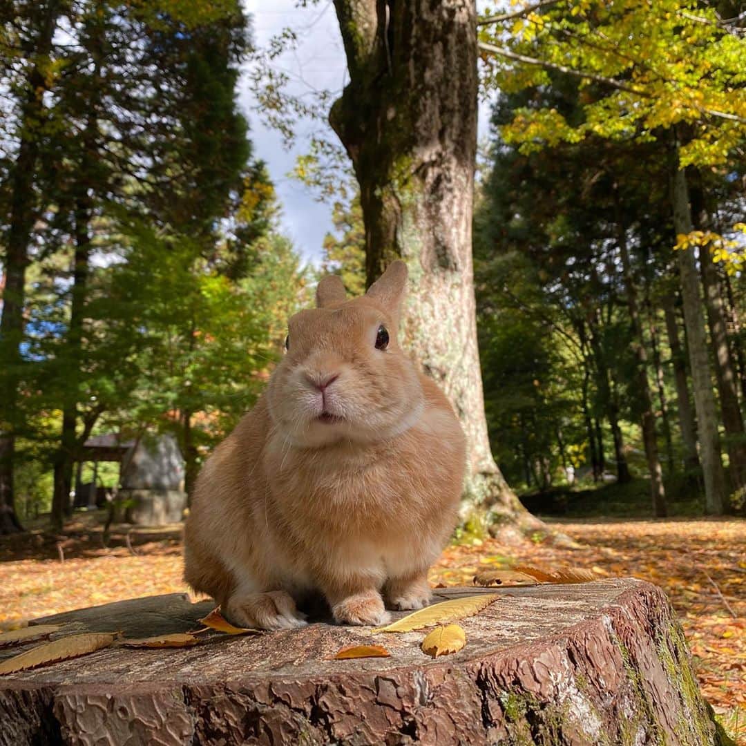 ラン?さんのインスタグラム写真 - (ラン?Instagram)「俺様ラン様(｀・∀・´)エッヘン✨✨ ☆ まるで撮影用に用意されたかのような切り株！！ 違うけど(笑) モデル気取りでいい子にしててくれました♡ ☆  #うさぎ #ネザーランドドワーフ #rabbit #bunny #bunnystagram  #rabbitstagram  #cute  #かわいい #ふわもこ部  #もふもふ  #zip写真部  #アニマル写真部 #instagramjapan #netherlanddwarf #うさぎと暮らす  #うさぎのいる暮らし #癒し #kawaii #ランちゃん  #出早公園  #出早雄小萩神社 #岡谷市フォトコンテスト2020 #岡谷市の魅力を写真で発信  2020.10.25」10月25日 13時12分 - mofumofuusako
