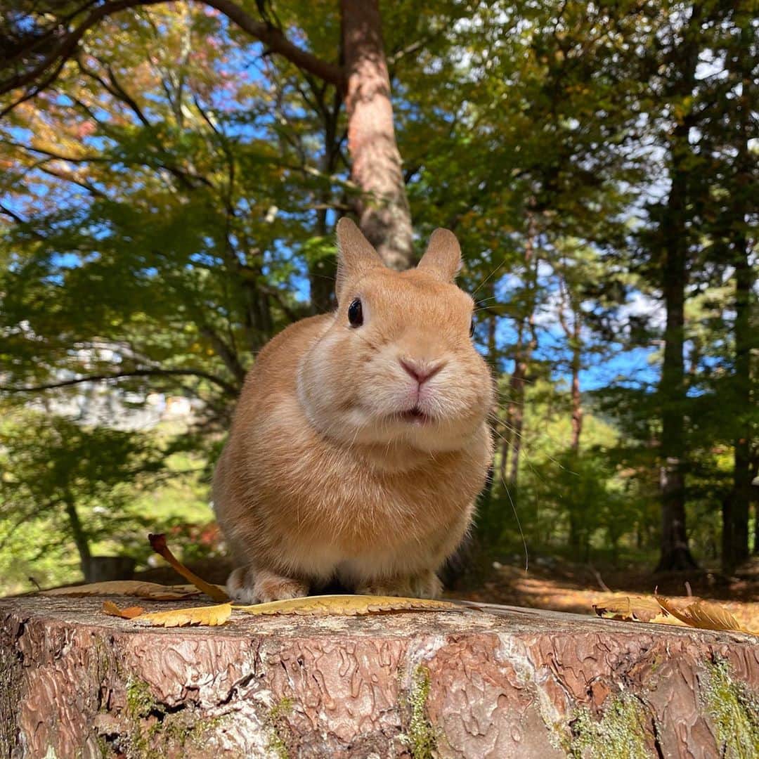 ラン?さんのインスタグラム写真 - (ラン?Instagram)「俺様ラン様(｀・∀・´)エッヘン✨✨ ☆ まるで撮影用に用意されたかのような切り株！！ 違うけど(笑) モデル気取りでいい子にしててくれました♡ ☆  #うさぎ #ネザーランドドワーフ #rabbit #bunny #bunnystagram  #rabbitstagram  #cute  #かわいい #ふわもこ部  #もふもふ  #zip写真部  #アニマル写真部 #instagramjapan #netherlanddwarf #うさぎと暮らす  #うさぎのいる暮らし #癒し #kawaii #ランちゃん  #出早公園  #出早雄小萩神社 #岡谷市フォトコンテスト2020 #岡谷市の魅力を写真で発信  2020.10.25」10月25日 13時12分 - mofumofuusako