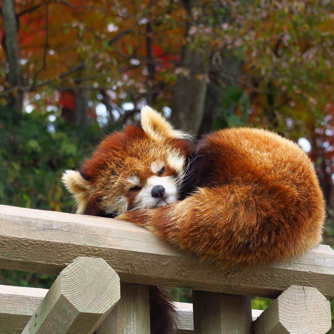 takegaeruのインスタグラム：「たまに登場 茶色いきゃわたん😽 #レッサーパンダ #redpanda #西山公園」
