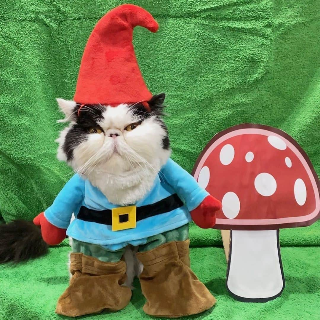 Aww Clubさんのインスタグラム写真 - (Aww ClubInstagram)「When it comes to dressing up for Halloween, our motto is - Go Big or Go Gnome! ⠀ ⠀ 🎃@walterbishopthecat⠀ ⠀ Hashtag #9GAGHalloween on your cat’s Halloween photos/videos and get a chance to be featured on @9GAG, and @Meowed!⠀⠀⠀ ⠀ #meowed #walterbishopthecat #halloween #halloween2020 #9GAGHalloween #halloweencostume」10月25日 14時00分 - meowed