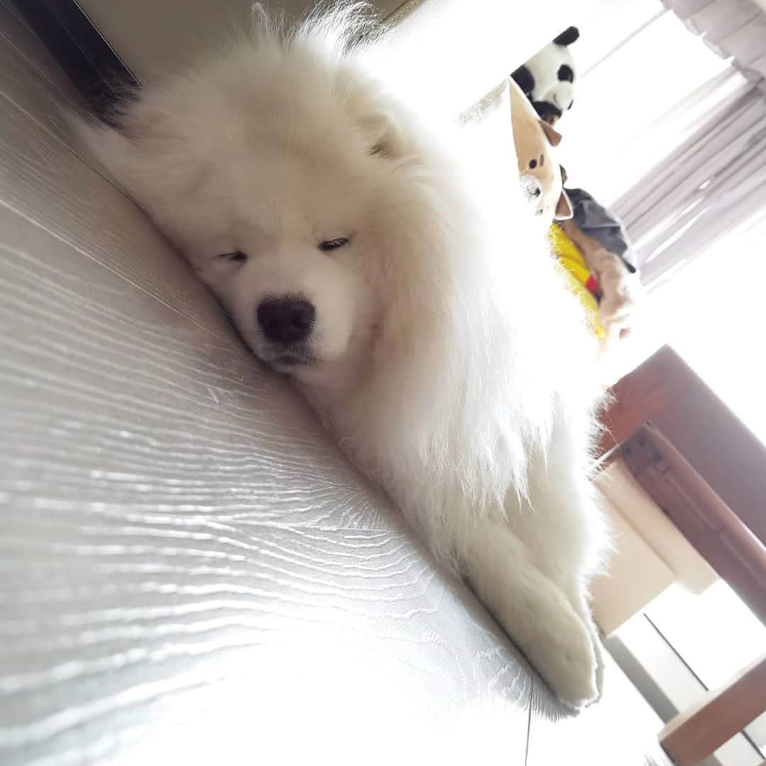 Alex Toのインスタグラム：「😴😴😴 #cute #dog #doglover #dogsofinstagram #dogoftheday #dogofthedayjp #dogstagram #fluffy #hkig #hongkong #ilovemydog #instadog #instagood #instamood #instagraphy #shibainu #samoyedoninstagram #pet #petlovers #petsofinstagram #petstagram #photooftheday #puppy #pupsofinstagram #samoyed #samoyedsofinstagram #webstagram #犬 #サモエド」