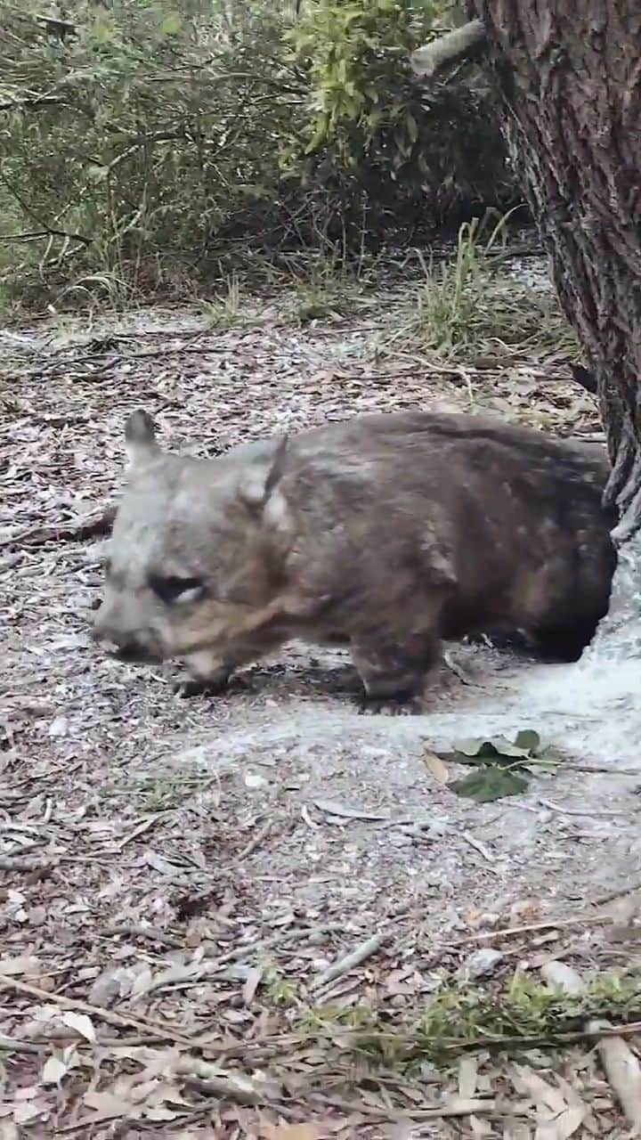 アラン・ディクソンのインスタグラム：「Who did it better? 😅 🎶 Also, wombats are nearly going extinct because of farming. But Australian Gov won't tell you that because the Agricultural industry is too powerful and money now is better than a future without wildlife.  If you're a lawyer or lobbyist that want to help wombats then DM me or @wombatawarenessorg. They really need your help!  Or anyone can donate to the wombats in my bio link! #wombats #dancing #twerking #wildlife #australia #wombatsofinstagram」