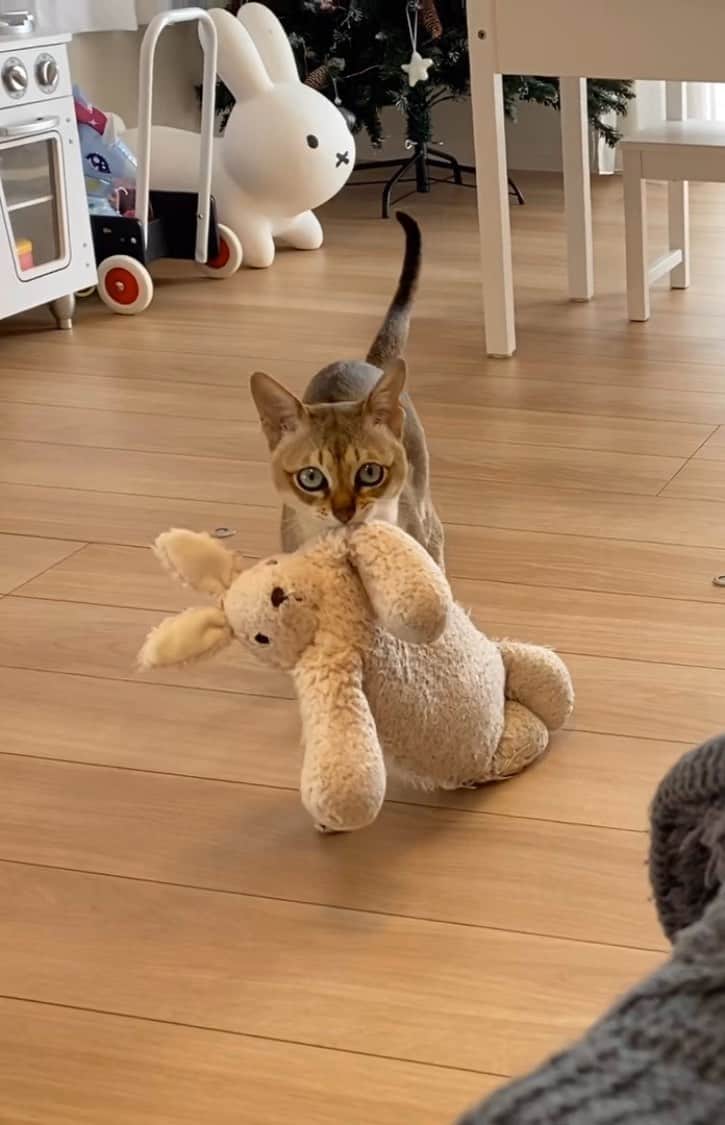 モルト♡Malt(Singapuracat)のインスタグラム：「音量注意です📢 初めて1分超えの動画投稿してみたけど、みんなから見てどんな表示なのか？不安😹"IGTVとは"で検索したけどよくわからなかった」