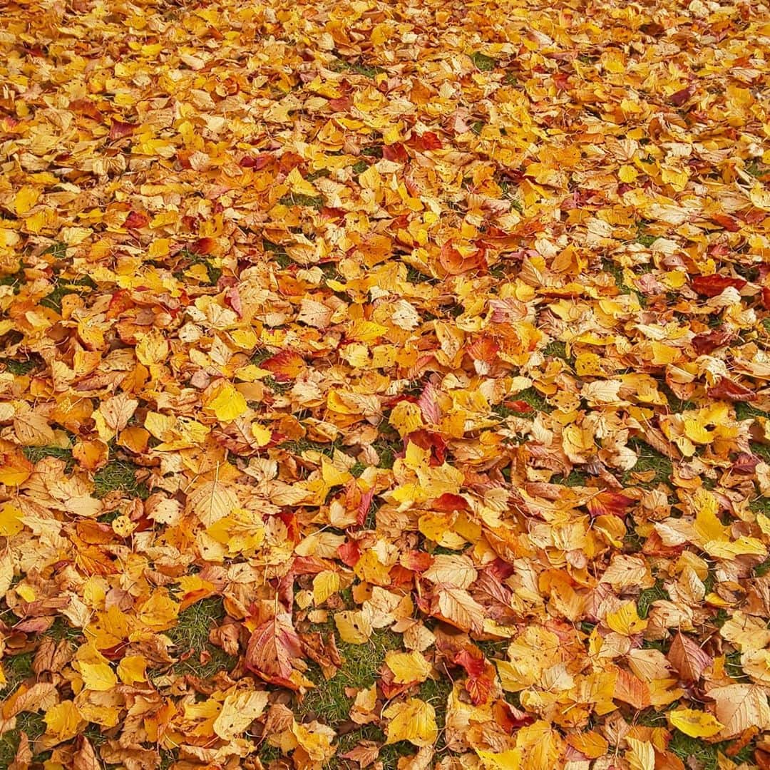 【公式】八ヶ岳高原ロッジ・八ヶ岳高原音楽堂さんのインスタグラム写真 - (【公式】八ヶ岳高原ロッジ・八ヶ岳高原音楽堂Instagram)「風が強く吹き、色づいた葉が落ちて黄色い絨毯になっていました。  #落葉 #落葉の絨毯 #紅葉の季節 #紅葉の名所 #紅葉2020 #紅葉🍁 #紅葉 #紅葉狩り #枯葉の絨毯 #枯葉 #gotoキャンペーン #gotoトラベルキャンペーン #goto #信州旅行 #長野県観光 #八ヶ岳 #自然が好きな人と繋がりたい #自然がいっぱい #空気が美味しい #空気が綺麗 #空気がきれい #秋の香り #秋の風景 #秋の景色 #秋の訪れ #秋空 #落葉アート」10月25日 14時35分 - yatsugatake_kogen_lodge