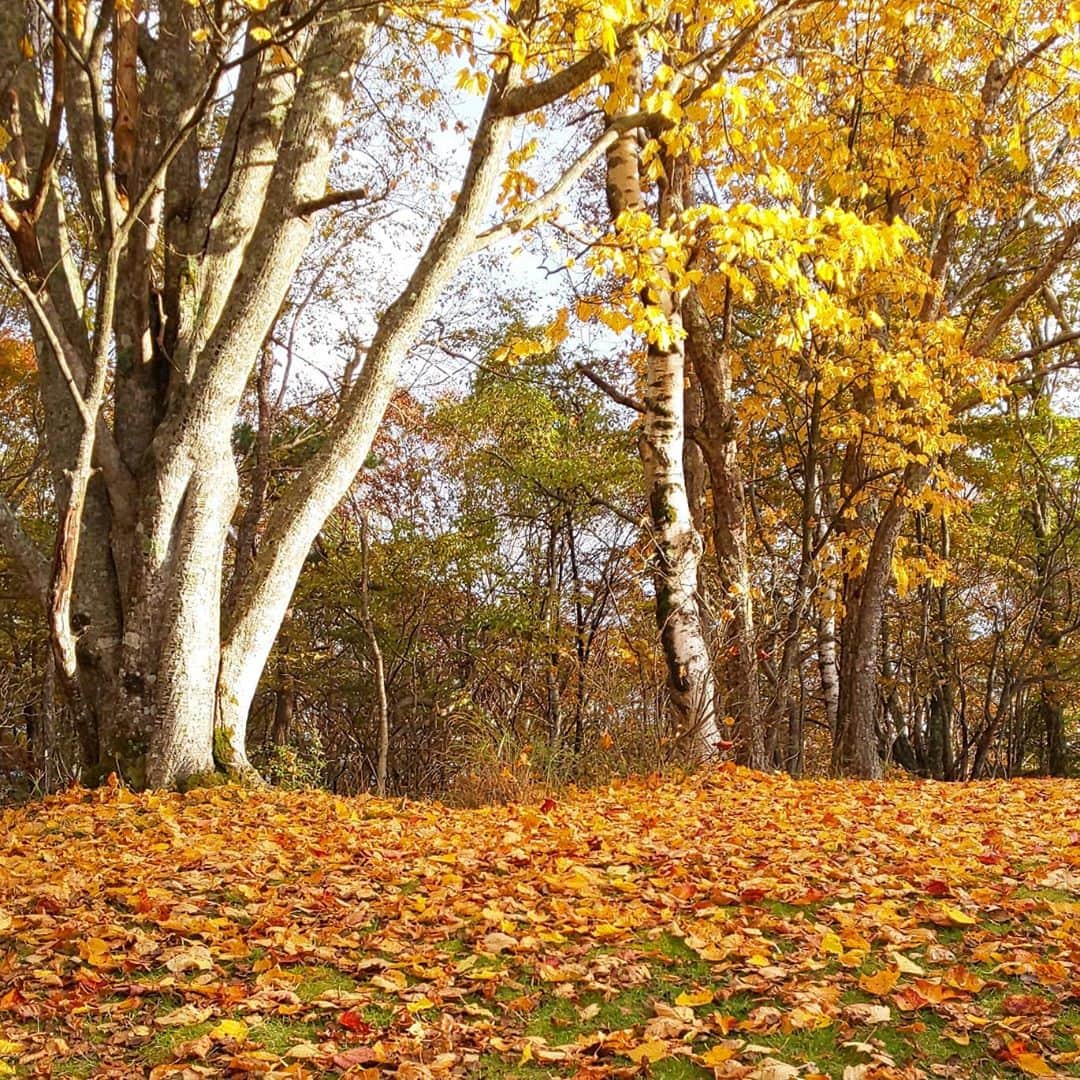【公式】八ヶ岳高原ロッジ・八ヶ岳高原音楽堂さんのインスタグラム写真 - (【公式】八ヶ岳高原ロッジ・八ヶ岳高原音楽堂Instagram)「風が強く吹き、色づいた葉が落ちて黄色い絨毯になっていました。  #落葉 #落葉の絨毯 #紅葉の季節 #紅葉の名所 #紅葉2020 #紅葉🍁 #紅葉 #紅葉狩り #枯葉の絨毯 #枯葉 #gotoキャンペーン #gotoトラベルキャンペーン #goto #信州旅行 #長野県観光 #八ヶ岳 #自然が好きな人と繋がりたい #自然がいっぱい #空気が美味しい #空気が綺麗 #空気がきれい #秋の香り #秋の風景 #秋の景色 #秋の訪れ #秋空 #落葉アート」10月25日 14時35分 - yatsugatake_kogen_lodge