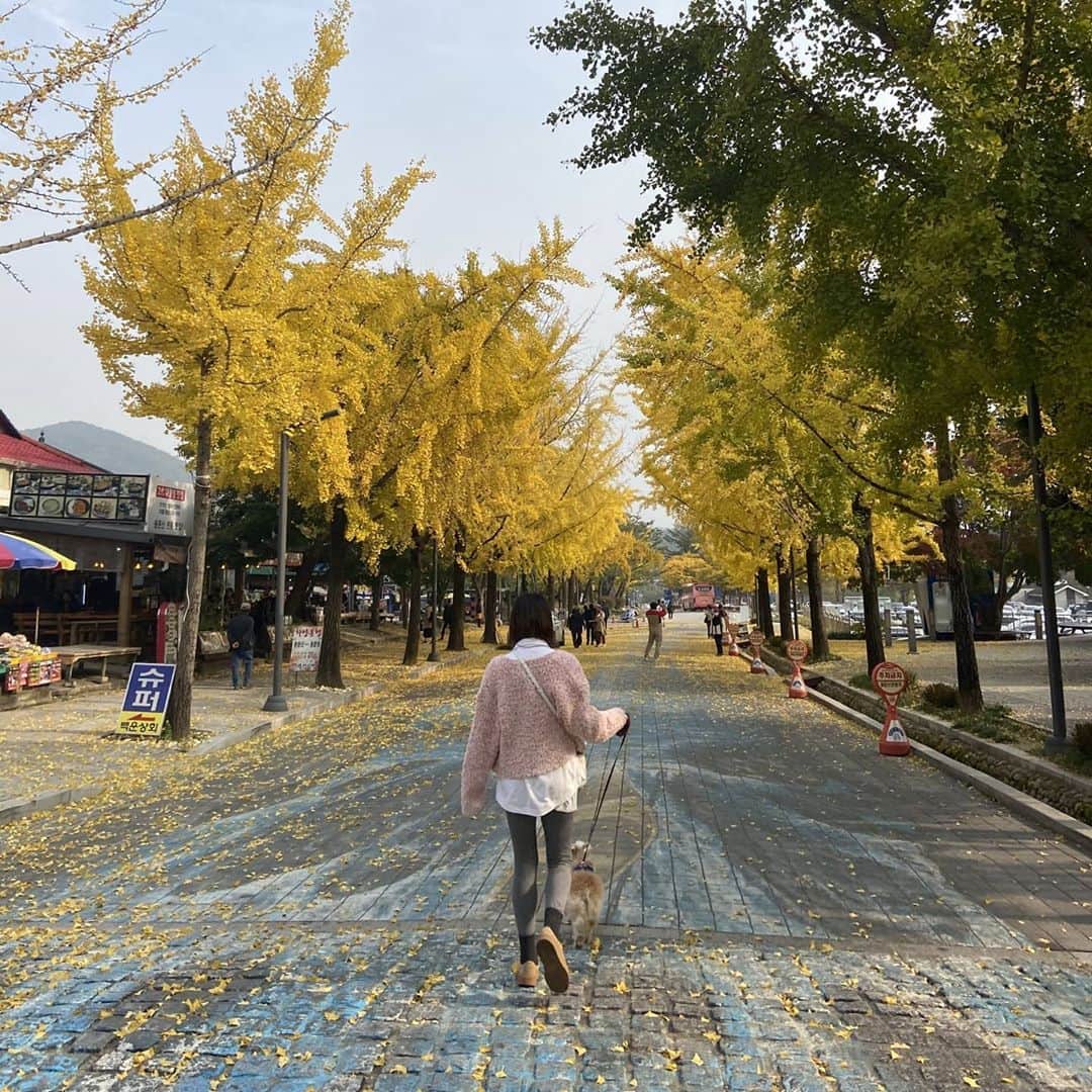 カン・ソラさんのインスタグラム写真 - (カン・ソラInstagram)「#은행나무아래서 #가을길」10月25日 14時36分 - reveramess_