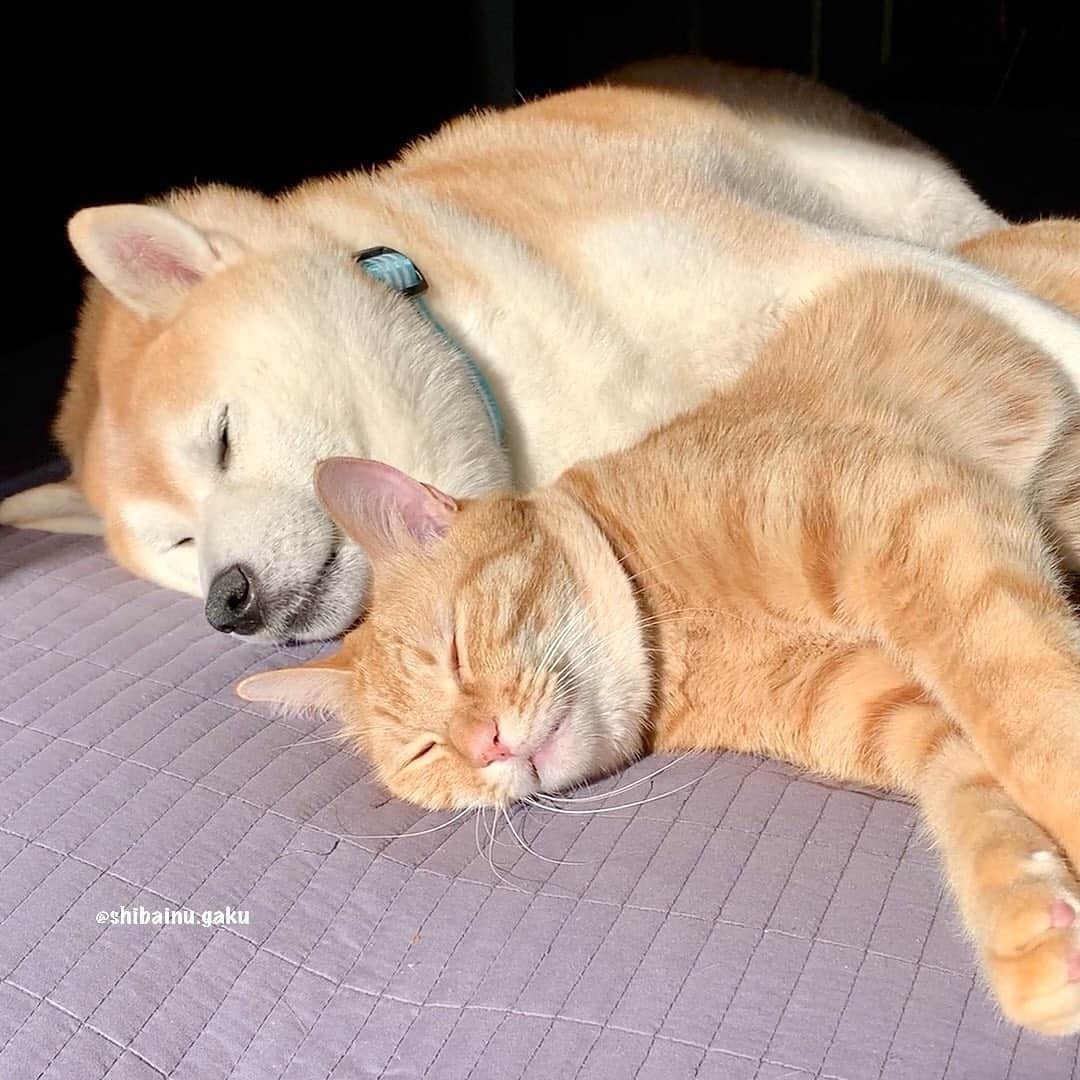 のインスタグラム：「今日の岳地方はあったかぁ〰️い☀️ *  お昼寝には最高の午後だねー🐕🐈💤 🐾----*----*----*----🐾 The Gaku region today is warm☀️ It's a great afternoon for a nap🐕🐈💤 🐾----*----*----*----🐾 #柴犬 #岳 #柴犬岳 #柴犬ガク#gaku #shibainugaku #shiba #shibainu #shibastagram #いぬすたぐらむ #dogsofinstagram #寅次朗 #茶トラ #まるどら #gingercat  #にゃんすたぐらむ #catoftheday #岳と寅次朗 #pecoいぬ部 #pecoねこ部 #pecotv #ワンフルエンサー #ニャンフルエンサー #甘えん坊将軍 #kneading #ふみふみ #マッサージ #もみもみ #今日のお昼寝  #20201025」
