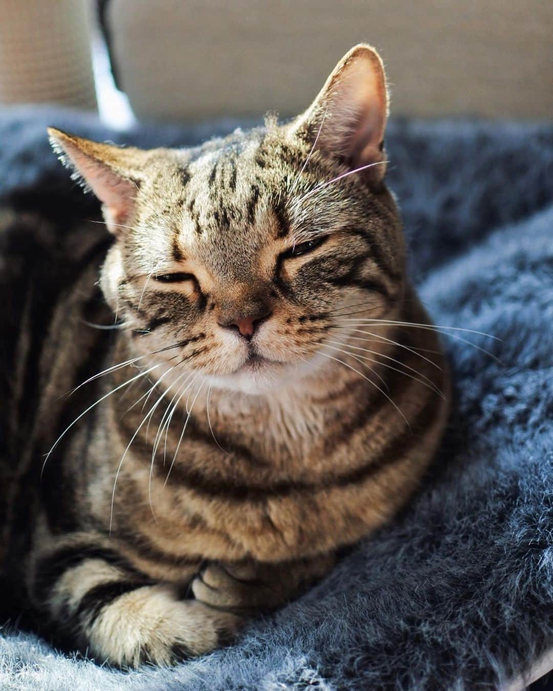 sancheloveのインスタグラム：「今日もあったかいにゃ〜🌞✨  #kitty#catstagram#catstagram_japan#petstagram#picneko#instacat#meow#catoftheday#catofworld#ilovemycat#funnycat#にゃんこ#みんねこ#にゃんだふるらいふ#ふわもこ部#PECOねこ部#ねこまみれ#ねこ休み展#americanshorthair#アメショ#アメリカンショートヘア#ねこのいる暮らし Tsukune」