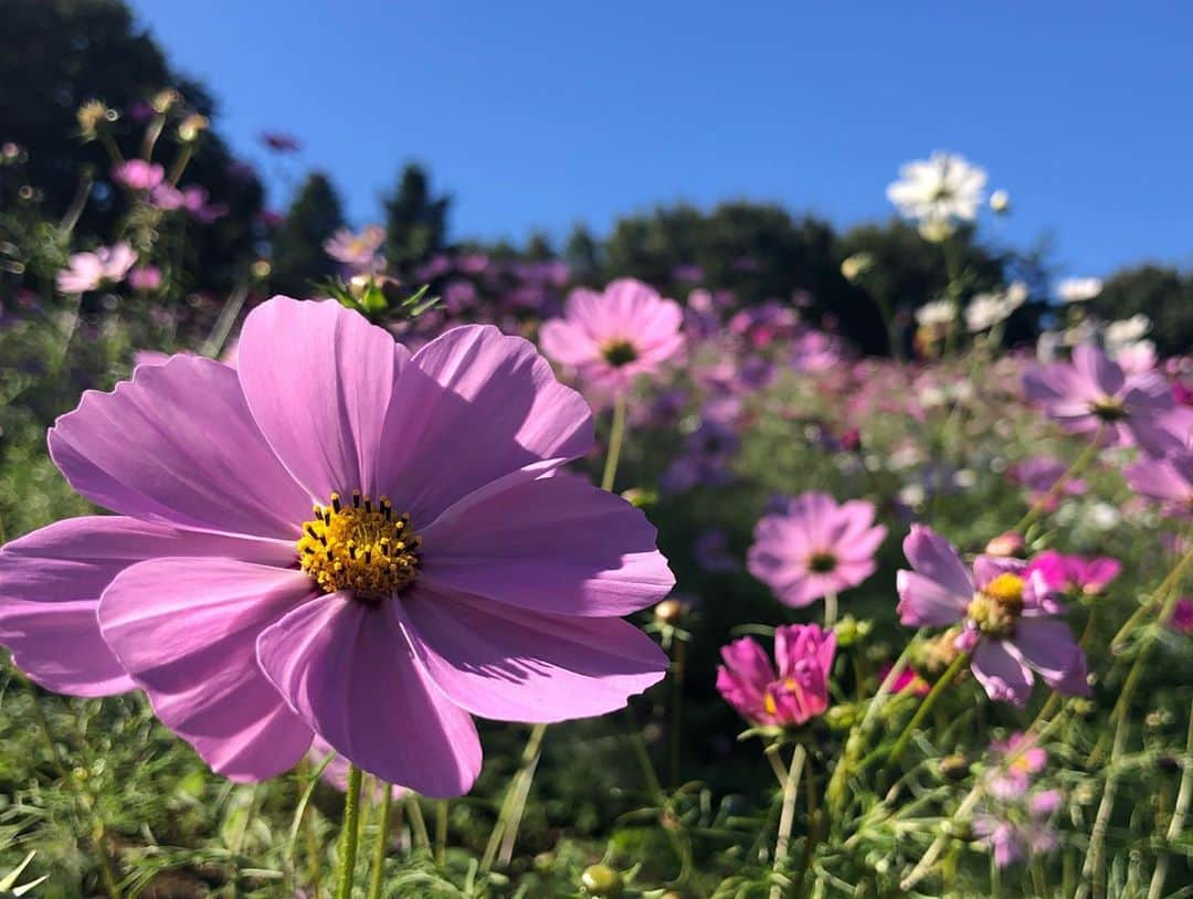 佐久間あすかさんのインスタグラム写真 - (佐久間あすかInstagram)「おさんぽ日和^_^ コスモス満開で見頃です💓 大好きな場所  #昭和記念公園 #コスモス#立川 #かめらすきな人と繋がりたい」10月25日 15時17分 - sakumaasuka