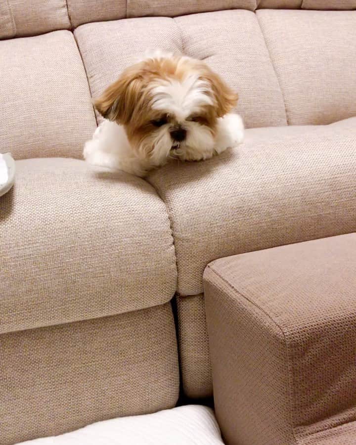 水嶋はちのインスタグラム：「🐶🍪💓💓💓 * * 今日のボクとボーロちゃん  今日の現象の理由を考えて、真実を見つけたのでこれからはボーロちゃんは味わって食べることは止めよう思います🐶🍪💕💕💕 * * #はち #HACHI #シーズー大好き部 #すべてを科学的に捉えるタイプ  #いつもいいねやコメントをありがとうございます」