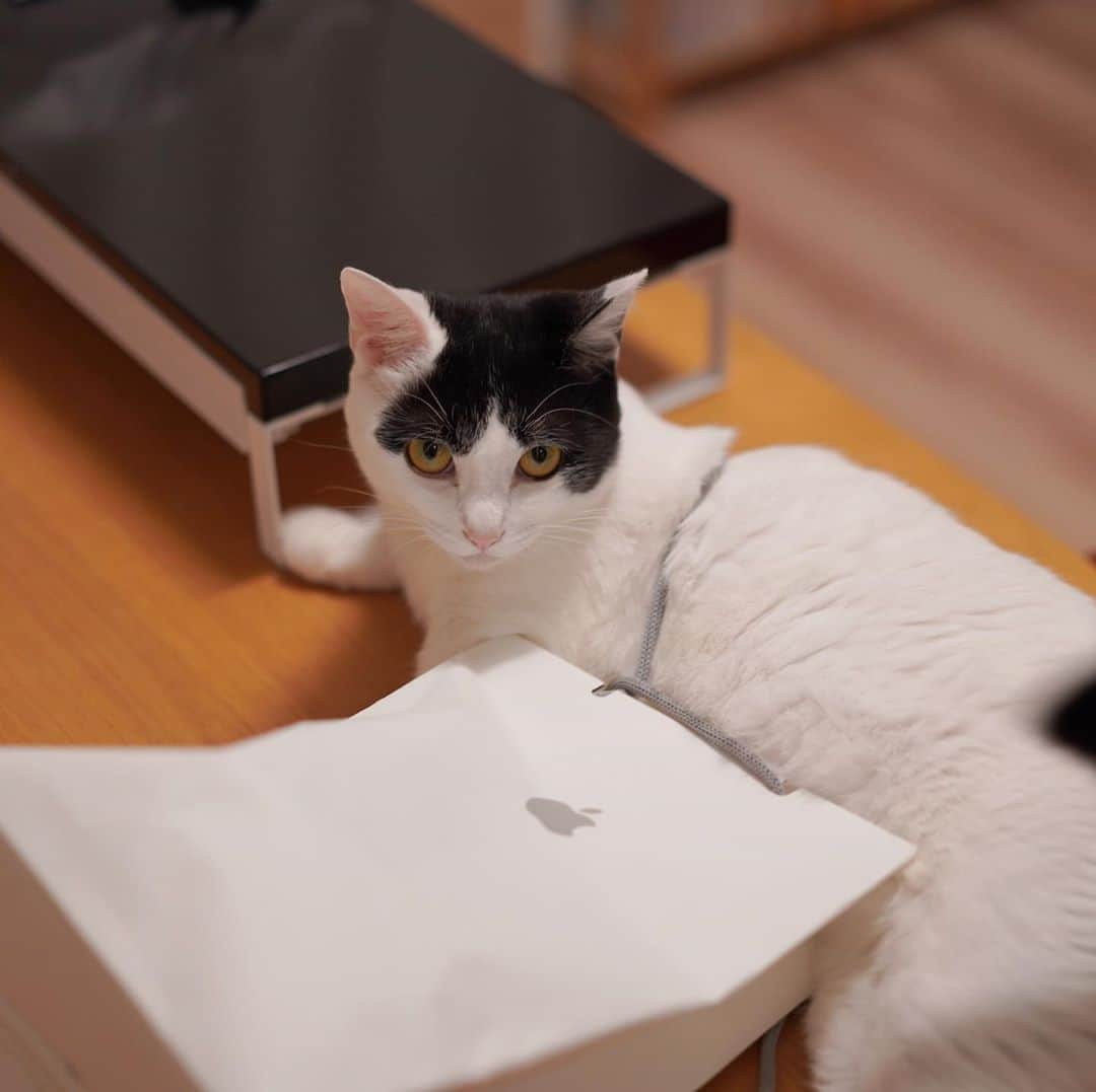 KAZUYAのインスタグラム：「今日のにゃんこ56。 Appleの袋で遊びまわって紐が体に絡まって抜けなくなり、怒っている様子です(その後無事抜けました)。 #猫 #猫のいる暮らし #cat」