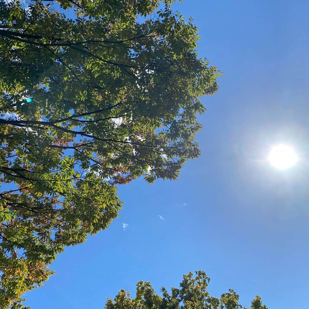 武藤乃子さんのインスタグラム写真 - (武藤乃子Instagram)「🍁 今日の空。  #空 #秋の空  #秋空  #青空 #落ち葉」10月25日 20時52分 - muto_noriko.11