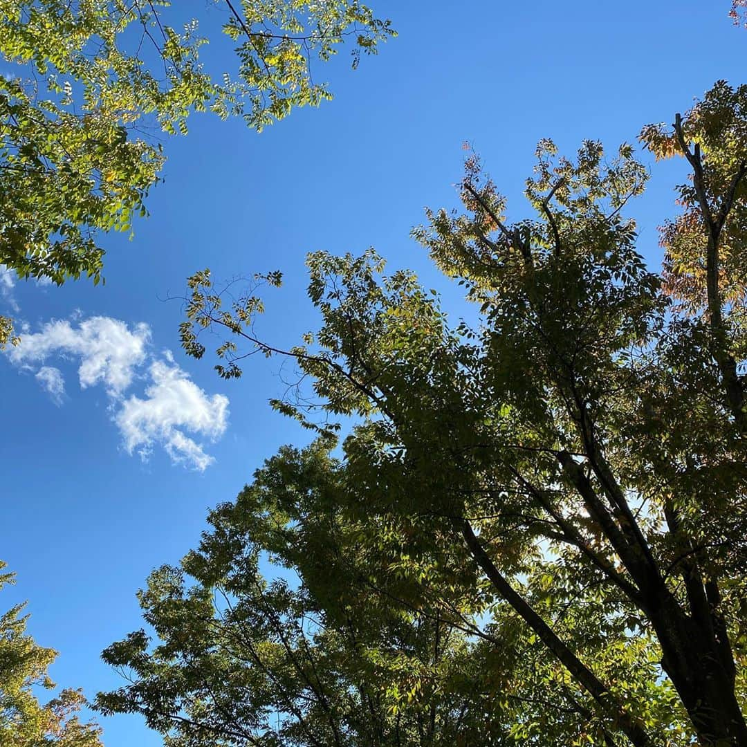 武藤乃子さんのインスタグラム写真 - (武藤乃子Instagram)「🍁 今日の空。  #空 #秋の空  #秋空  #青空 #落ち葉」10月25日 20時52分 - muto_noriko.11