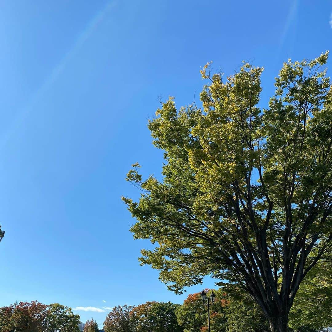 武藤乃子さんのインスタグラム写真 - (武藤乃子Instagram)「🍁 今日の空。  #空 #秋の空  #秋空  #青空 #落ち葉」10月25日 20時52分 - muto_noriko.11