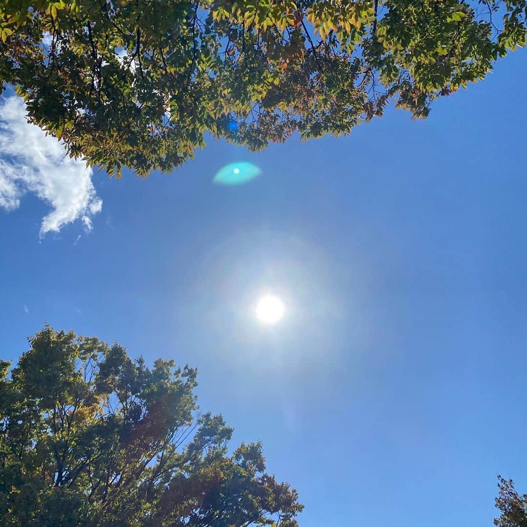 武藤乃子のインスタグラム：「🍁 今日の空。  #空 #秋の空  #秋空  #青空 #落ち葉」
