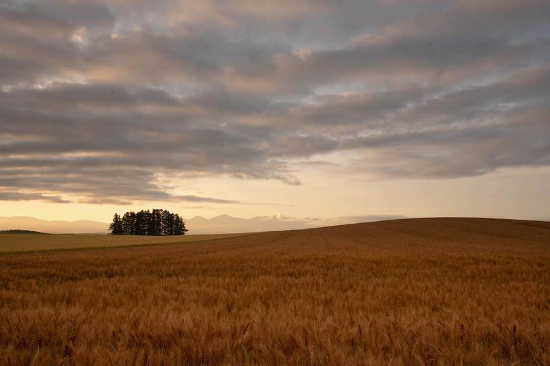 Hikaruのインスタグラム：「Wheat field and the morning sun. . . .  #北海道 #instagram #東京カメラ部 #tokyocameraclub #natgeo #bealpha #sonyphotography #pashadelic #bestjapanpics #ig_japan #natgeoyourshot #yourshotphotographer #naturephotography #ig_worldclub #1x #landscapephotomag #landscapelovers #lovers_nippon #visitjapanjp #bbctravel #art_of_japan #splendid_earth #日本の絶景 #ig_great_pics #kodakと北海道 #kodak日本一周」