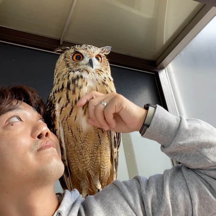GEN3 Owlのインスタグラム：「僕とガルー / Gen3 and Garu #owl #owlgaru」