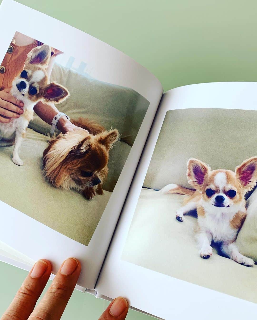 朝岡実嶺さんのインスタグラム写真 - (朝岡実嶺Instagram)「雫のフォトブックができました💕 #チワワ #わんこ #フォトブック  Shizuku’s photo book💕 #chihuahua #doggy #photobook」10月25日 16時23分 - mirei_asaoka