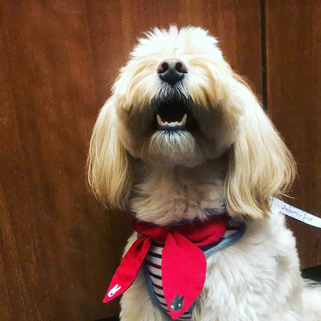 北山陽一のインスタグラム：「さんぽたのしかった。#きたやまおもち」