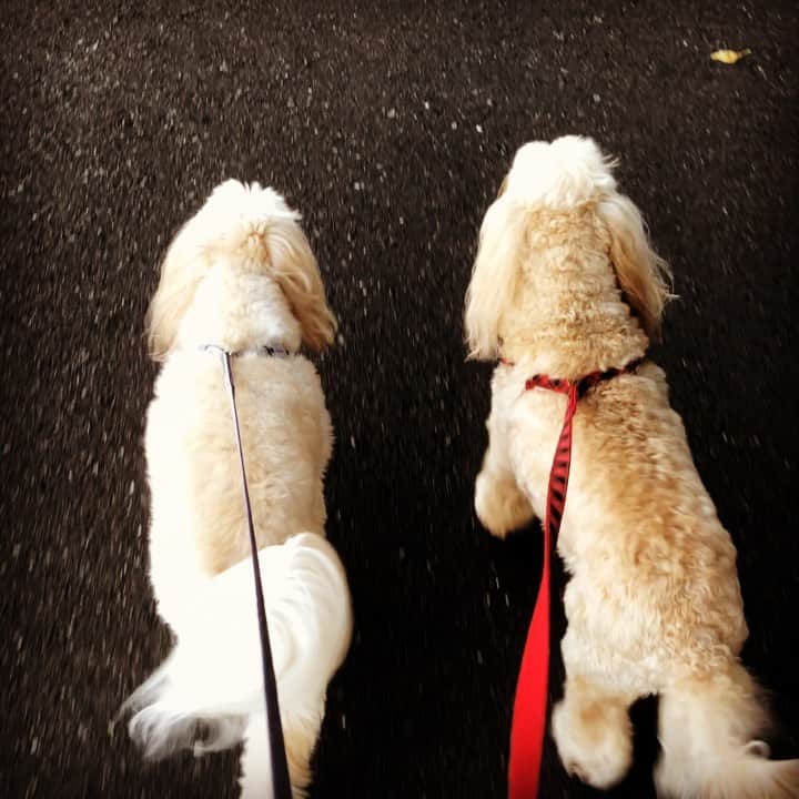 北山陽一のインスタグラム：「ゆうがったさんぽ。#きたやまおもち #きたやまおかき #どうしてもからまる」