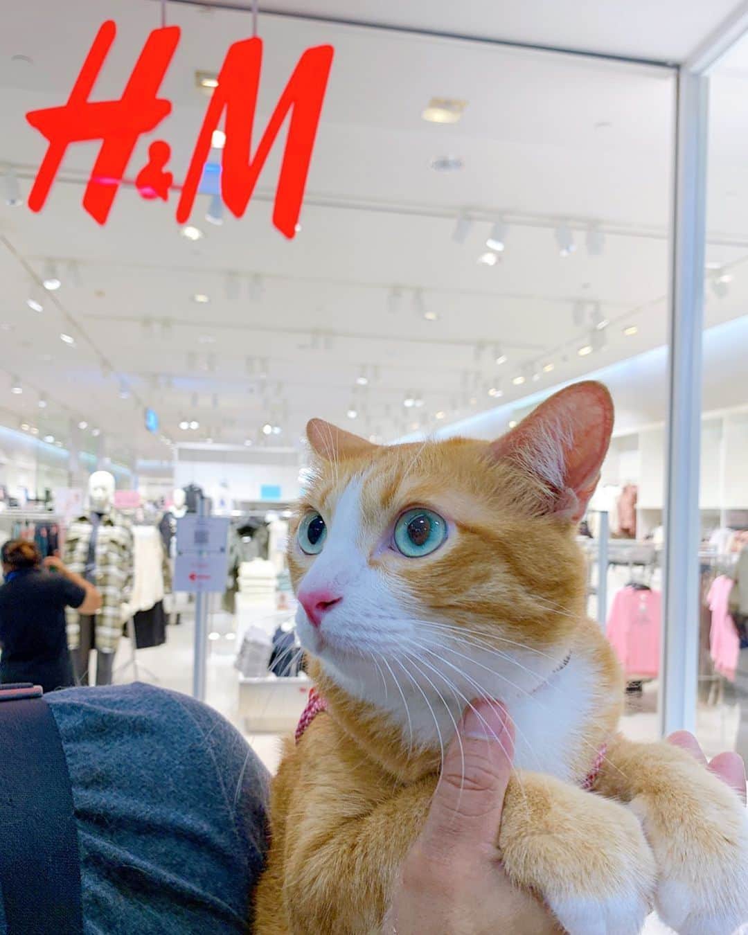 tamatamagoさんのインスタグラム写真 - (tamatamagoInstagram)「🤔🤔🤔H&M ⏩Honey😼 and Mamiao🐶❓ 　 😼おっかさん、大変にゃ！僕たちのブランド、ハニー＆マオがセールやってるにゃ‼️いそがにゃーー💨💨 　 　 #アタチは何にゃわさ🐱💢  ハナちゃんもイニシャルHだもんね😆 　  地元のショッピングモールで、ニャンコオッケーな日だったので、ぶらぶら涼しい散歩をしてきました😊 　 　  2020/10/25  　 #猫　#ねこ　#ねこのいる生活 #散歩猫 #ショッピング #茶トラ　#茶トラ男子部 #茶トラ白 #保護猫　#タイ　#にゃんすたぐらむ #catsofinstagram #cats_of_instagram #orangetabbycat #gingercat #gingercatsrule #gingercatsofinstagram #fluffycat #cattravel #catthailand #แมว #แมวไทย」10月25日 16時50分 - tamatamago