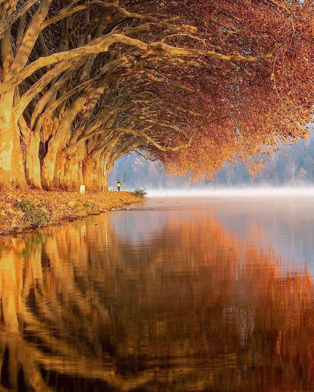 Canon Photographyさんのインスタグラム写真 - (Canon PhotographyInstagram)「A tree tunnel in Germany 🇩🇪  Photography // @chribeu Curated by @steffeneisenacher  #germany #tree_magic #tree_brilliance #treetunnel #autumn」10月25日 16時46分 - cpcollectives