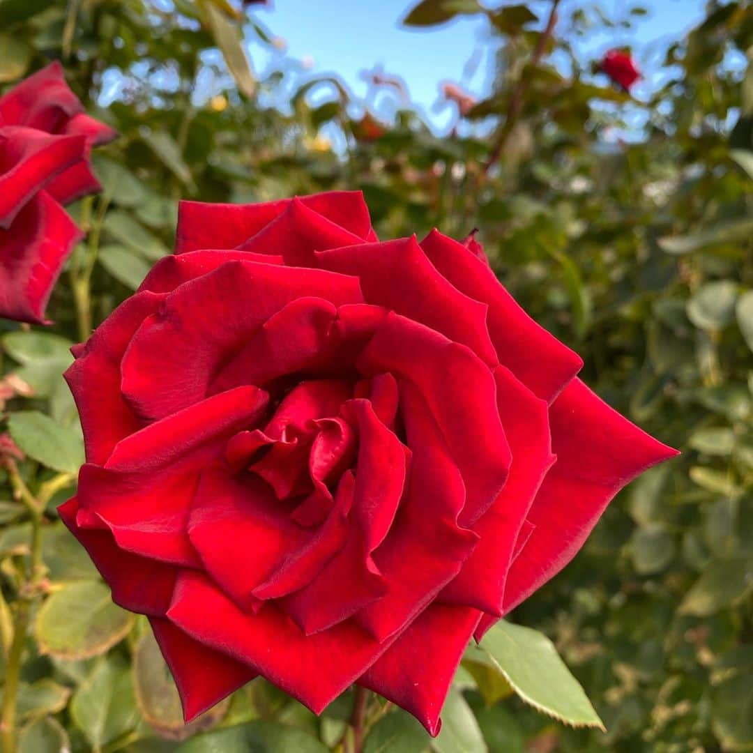 吉岡明日海さんのインスタグラム写真 - (吉岡明日海Instagram)「バラ園、癒されました🌹❤️  #SOD #ソフトオンデマンド #syainbar #SOD女子社員 #女子社員 #女優部 #日本 #東京 #girl #ol #followｍe #オフィス #bar #フォロワー #募集中 #バラ #バラ園 #ローズ」10月25日 17時28分 - yoshioka_asumi