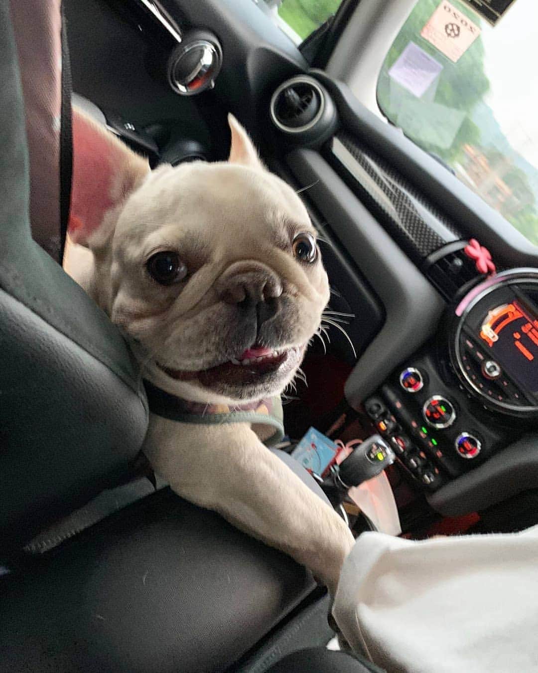 French Bulldogさんのインスタグラム写真 - (French BulldogInstagram)「Hey dude, how’re you doing? Do you need a ride? 😎 @tofu.frenchie . . . . . #frenchbulldog #frenchiesforjustice #frenchiephotos #blackfrenchie #thefrenchielove #buhibuhi_official #frenchiehype #frenchielovers #法國鬥牛犬 #法鬥犬 #法國老虎狗 #法斗 #法鬥 #フレンチブルドッグ #프랑스불독 #buhi #instafrenchbulldogs #frenchbulldog #frenchiecrew #frenchieworld #frenchielife #frenchie #frenchieofinstagram #frenchbulldog」10月25日 17時29分 - frenchie.world