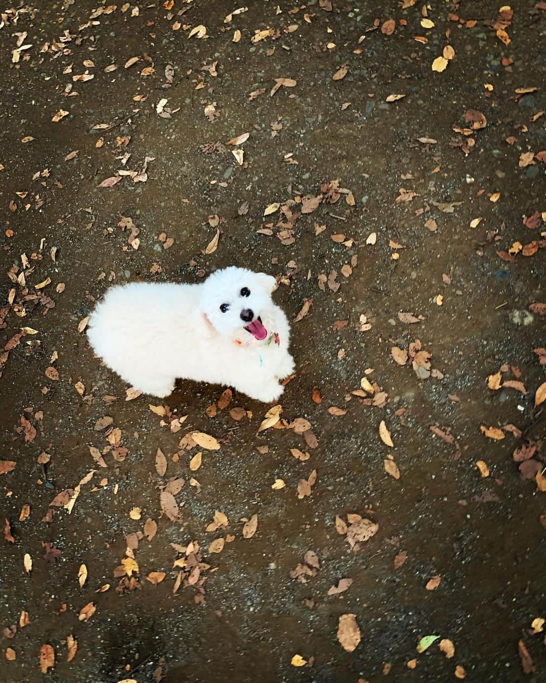 聡太郎のインスタグラム：「落ち葉の中でわらってる 秋ですね。 #keepsmiling   #dog #toypoodle #autumn  #犬 #トイプードル #笑顔 #秋 #このあと落ち葉まみれ  #omochi #おもち」