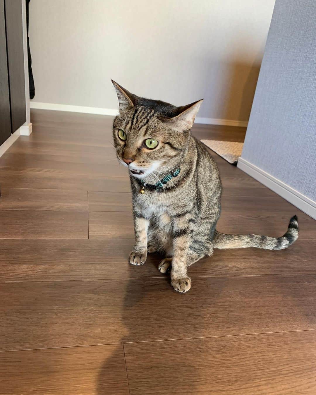 のインスタグラム：「パントリーの扉を開けろと訴えている 中におやつがあることがバレたようです🍭🐈  #猫　#えん　#♂ #にゃんすたぐらむ #cat #catstagram」