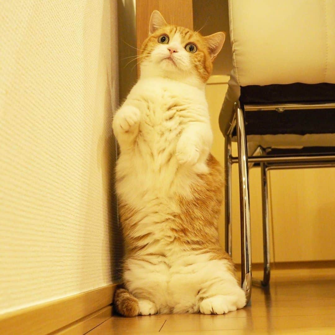 茶太郎 & きなこさんのインスタグラム写真 - (茶太郎 & きなこInstagram)「きなこ❤️安定感抜群にゃ( ⸝⸝•ᴗ•⸝⸝ ) Kinako is Standing stable😽🐾 #すぐ内股になっちゃうにゃ #こけしみたいにゃりね #マンチカン#猫#munchkin #cat#catstagram #amazing#ねこ#茶トラ#短足#catsofinstagram#excellent_cats#9gag#cats_of_world_#instacat_meows#bestcats_oftheworld#catsofig#instacat#cats_of_instagram」10月25日 17時59分 - amaccho5160