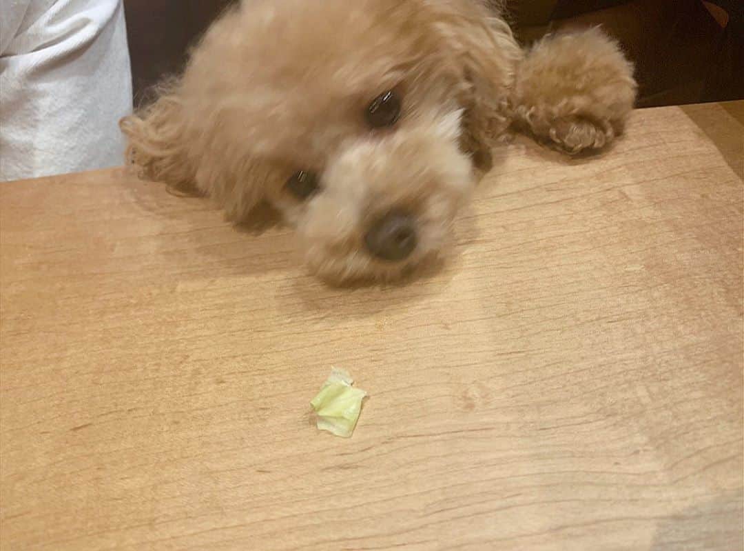 野村明日香のインスタグラム：「🐾 𓂃🤎」