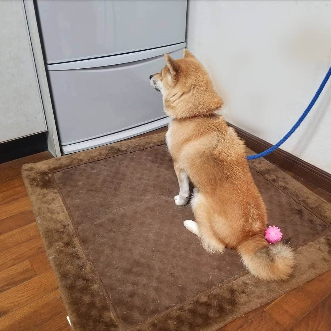 柴犬たま Shibainu Tamaのインスタグラム