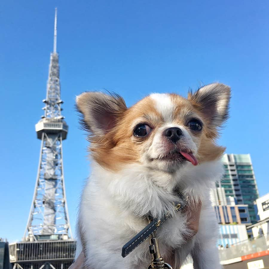 ちまさんのインスタグラム写真 - (ちまInstagram)「Sunny day Sunday🐶☀️ ・ 名古屋のシンボル(?)とちま🗼 ・ #chima #ちま #チワワ #chihuahua #ชิวาวา #PECOいぬ部 #WeeklyFluff #dogs #BarkBoxDay #dogsofbark #rayardhisayaodoripark #レイヤード久屋大通パーク #名古屋テレビ塔」10月25日 18時29分 - chima.chihuahua