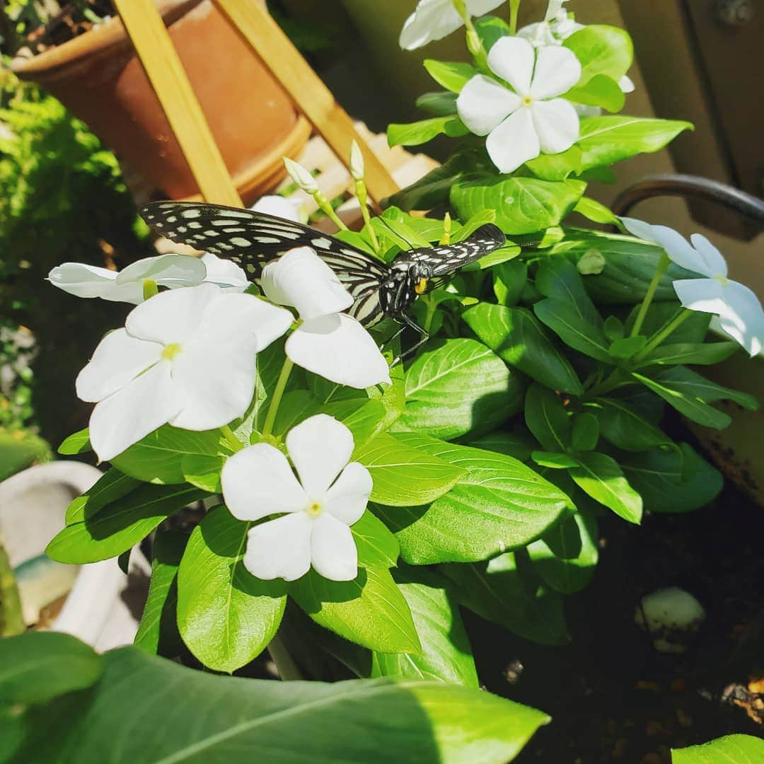 向山志穂さんのインスタグラム写真 - (向山志穂Instagram)「かぶちゃんの次の来客✴ ｷｬﾀﾁｬﾝ3号🦋  ポカリスエットを飲んだら元気になってお家をお散歩してました🏡  うちのバルコニーに離してあげたらしばらくお花の上でリラックス💓  娘と外出して戻ってきたらいなくなってた。😌😊  なかなかうちの玄関にたどり着くには難しい問題があると思うんだけど、、、みんなどうやって来るんだろう？ と不思議です。🏡🌿」10月25日 18時48分 - shihoo9o6