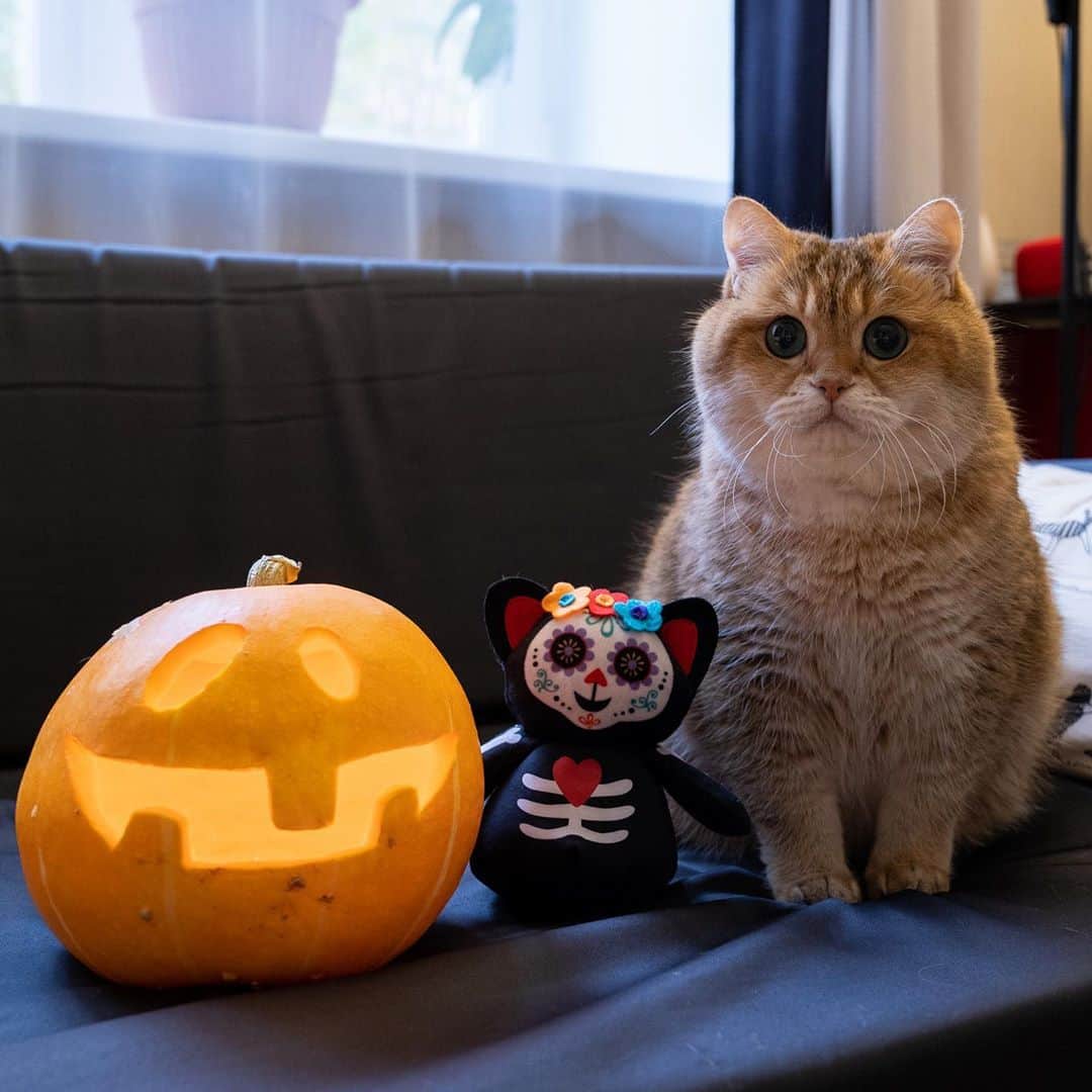 Hosicoさんのインスタグラム写真 - (HosicoInstagram)「Halloween is coming, I'm ready for it! 🎃」10月25日 19時06分 - hosico_cat