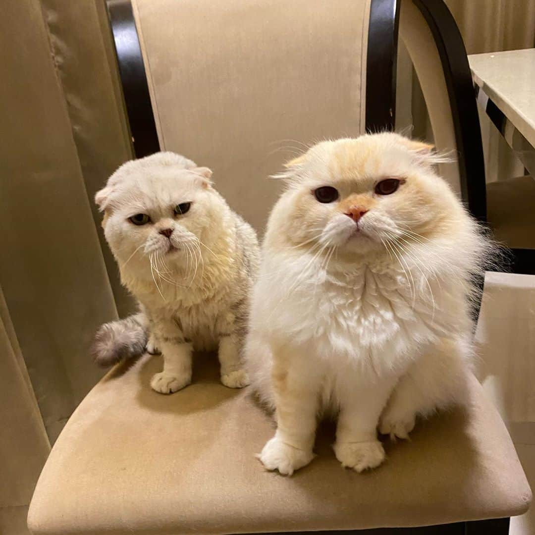 Haruさんのインスタグラム写真 - (HaruInstagram)「Double trouble 😜😎 #haruthecat #gentleharper」10月25日 19時06分 - haru_thecat