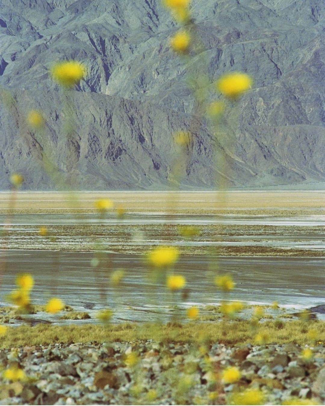 Meganさんのインスタグラム写真 - (MeganInstagram)「Golden Ghosts, Death Valley 2016 〰 @jimmangan  . . . . #deathvalley #photography #jimmangan」10月26日 6時02分 - zanzan_domus