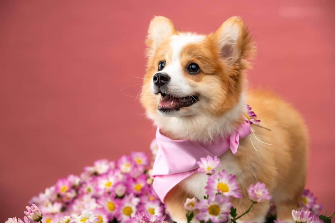 8crapさんのインスタグラム写真 - (8crapInstagram)「Photoshoot for the little flower princess 🌸 - Want to get featured like her? Join “The Barked Club” on FACEBOOK and post something now! 👉 barked.com - 📷 @cooperandbaby_corgi - #TheBarkedClub #barked #dog #doggo #puppy #pupper #Corgi #CorgiPuppy」10月26日 5時00分 - barked