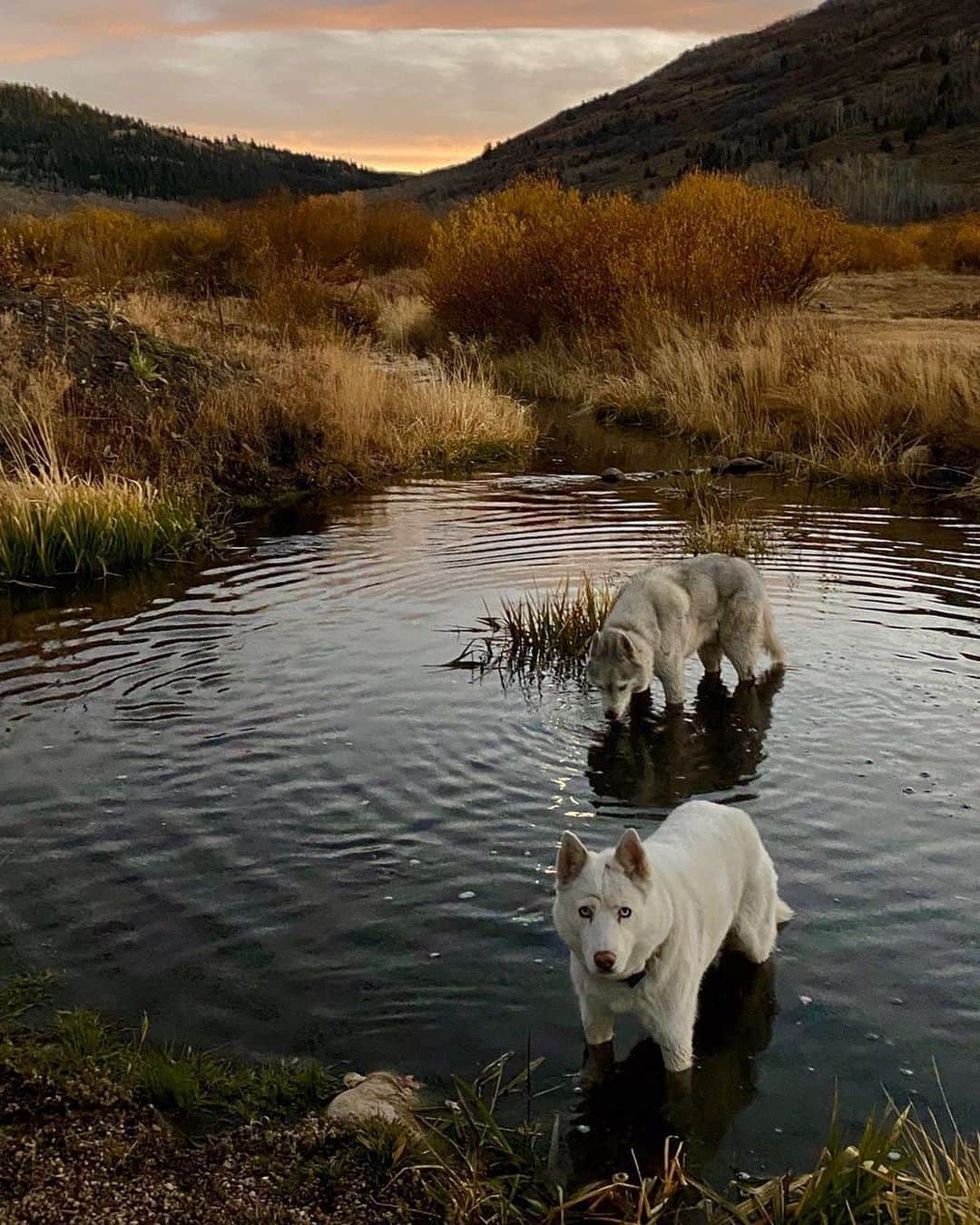 ケン・ブロックさんのインスタグラム写真 - (ケン・ブロックInstagram)「40f degrees out and Yuki and Bentley jump straight in the pond. This isn’t cold to them, apparently. They are def ready for winter. Anyone else ready for the snow to start falling? #siberianhusky #YukiTheDestroyer #BentleyChickenFingersBlock」10月26日 5時27分 - kblock43