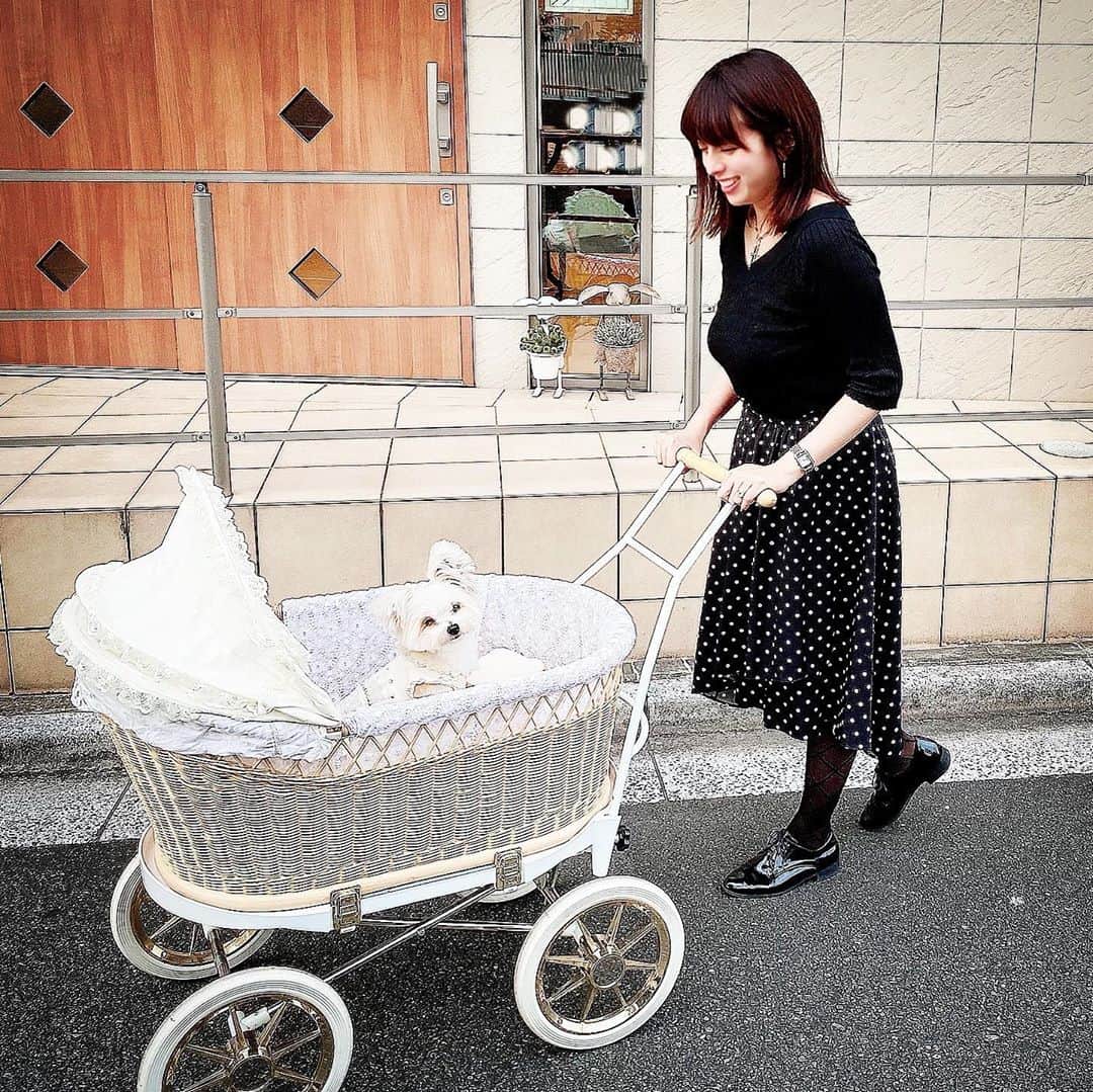 チャン・リーメイさんのインスタグラム写真 - (チャン・リーメイInstagram)「ボクの心友、司クン @papillon_tsukasa の ✴︎ New カートに✨ ✴︎ ボクも試乗❓させていただきました💕 ✴︎ いかんいかーん💓 ✴︎ 可愛すぎるぞ〜。 ✴︎ 可愛すぎて… ✴︎ もはや事件🤣 ✴︎ @tokyoubaguruma.dog.cat 様の ✴︎ 赤ちゃん用乳母車。 ✴︎ 籐×白レース…うぅ😭 ✴︎ なんてかわいいの…💓 ✴︎ さすがにベビー用の乳母車は、 ✴︎ ボクには大きいけど、 ✴︎ 籐のクレートだったら現実的かなぁ✨ ✴︎ 近い将来、購入してしまうかも…？ ✴︎ …しれません🤗 ✴︎ いつも優しい司クン＆ママ、 ✴︎ ありがとう😊✨ ✴︎ #東京乳母車 #可愛すぎる乳母車 #可愛すぎるわんこカート #tokyoubaguruma  #cutestroller #dogslover  #likeababy  #mommysboy #犬との生活」10月26日 5時35分 - limeichiang