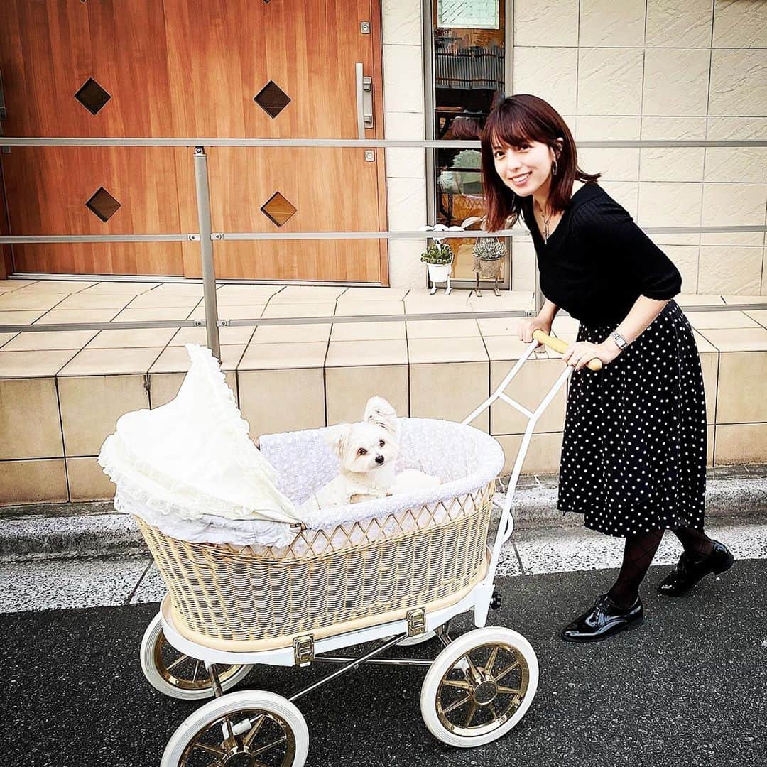 チャン・リーメイのインスタグラム：「ボクの心友、司クン @papillon_tsukasa の ✴︎ New カートに✨ ✴︎ ボクも試乗❓させていただきました💕 ✴︎ いかんいかーん💓 ✴︎ 可愛すぎるぞ〜。 ✴︎ 可愛すぎて… ✴︎ もはや事件🤣 ✴︎ @tokyoubaguruma.dog.cat 様の ✴︎ 赤ちゃん用乳母車。 ✴︎ 籐×白レース…うぅ😭 ✴︎ なんてかわいいの…💓 ✴︎ さすがにベビー用の乳母車は、 ✴︎ ボクには大きいけど、 ✴︎ 籐のクレートだったら現実的かなぁ✨ ✴︎ 近い将来、購入してしまうかも…？ ✴︎ …しれません🤗 ✴︎ いつも優しい司クン＆ママ、 ✴︎ ありがとう😊✨ ✴︎ #東京乳母車 #可愛すぎる乳母車 #可愛すぎるわんこカート #tokyoubaguruma  #cutestroller #dogslover  #likeababy  #mommysboy #犬との生活」
