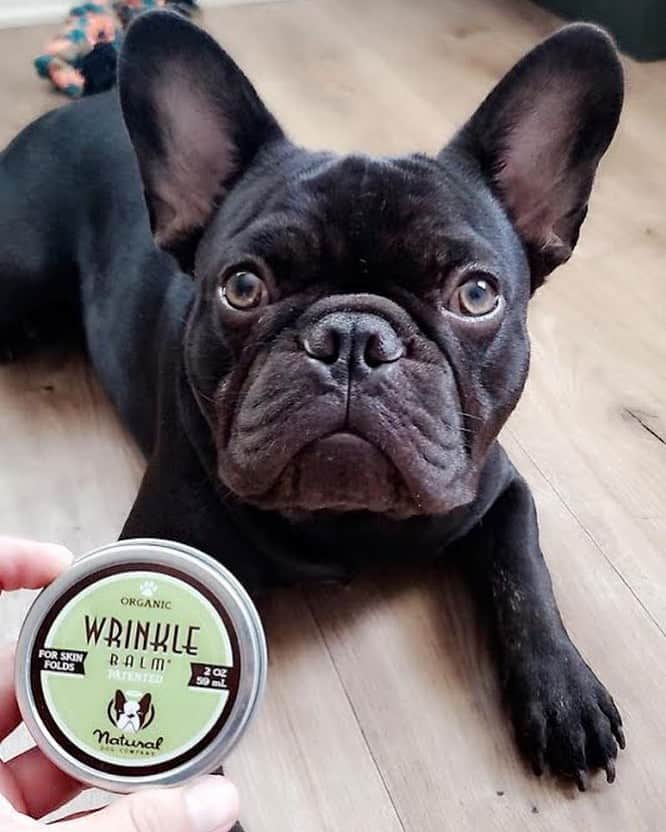 Regeneratti&Oliveira Kennelのインスタグラム：「If your dog is suffering from irritated wrinkles, stinky face folds, tear stains, or canine acne – you need #WrinkleBalm. This patented all-natural balm is antibacterial and anti-fungal to soothe irritation, treat infection, and keep the skin healthy & funk-free! Extra gentle for even the most sensitive pups. . ⭐ SAVE 20% off @naturaldogcompany with code JMARCOZ at NaturalDog.com  worldwide shipping  ad 📷: @m_rinah . . . . . . #frenchiepetsupply #frenchiesofinsta #pugsofinsta #frenchbulldog #frenchiesofinstagram #pug #frenchies #reversibleharness #frenchiehoodie #thedodo #frenchieharness #dogclothes #dogharness #frenchiegram #dogsbeingbasic #frenchieoftheday #instafrenchie #bulldogs #dogstagram #frenchievideo #cutepetclub #bestwoof #frenchies1 #ruffpost #bostonterrier #bostonsofig #animalonearth #dog」