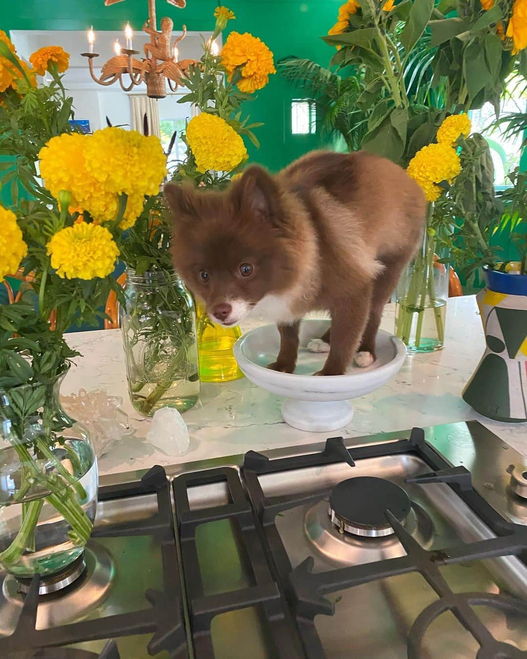 ニコラ・フォルミケッティのインスタグラム：「Baby OREO @oreothepom2020」