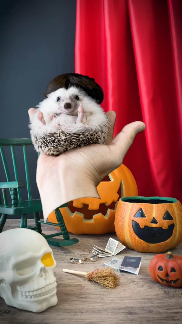 ダーシーのインスタグラム：「Koala Addams with Thing👨🏻👋🏻🎃👻✨  For Wednesday👧🏻💙💛 @chloegmoretz @meettheaddams」