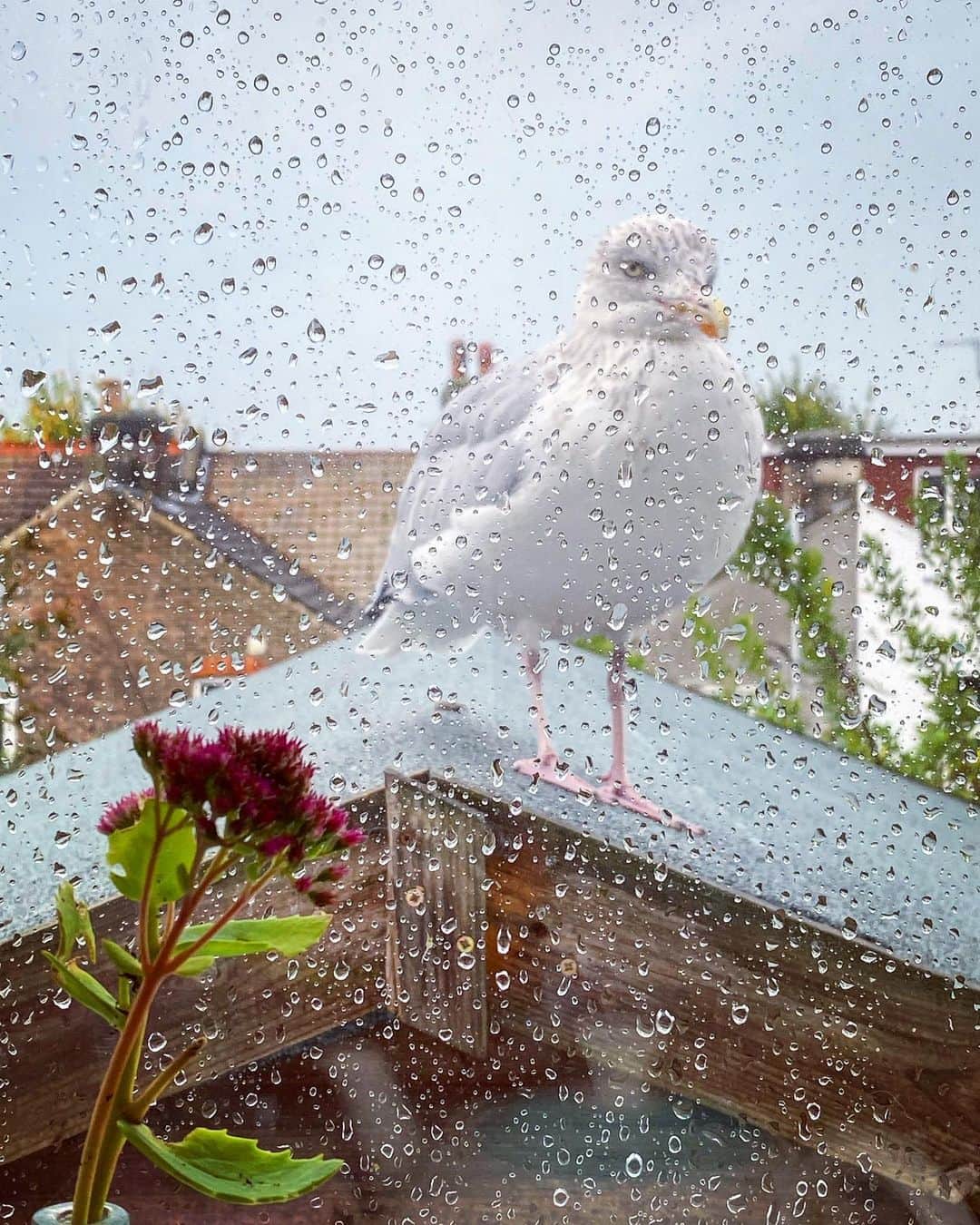 Tea and sittingのインスタグラム：「Bernard’s giant and very destructive chicks seem to have been keeping away recently, so we thought we’d both tentatively try to repair something of our broken friendship now that the broken roof has been repaired!...🤍🕊」