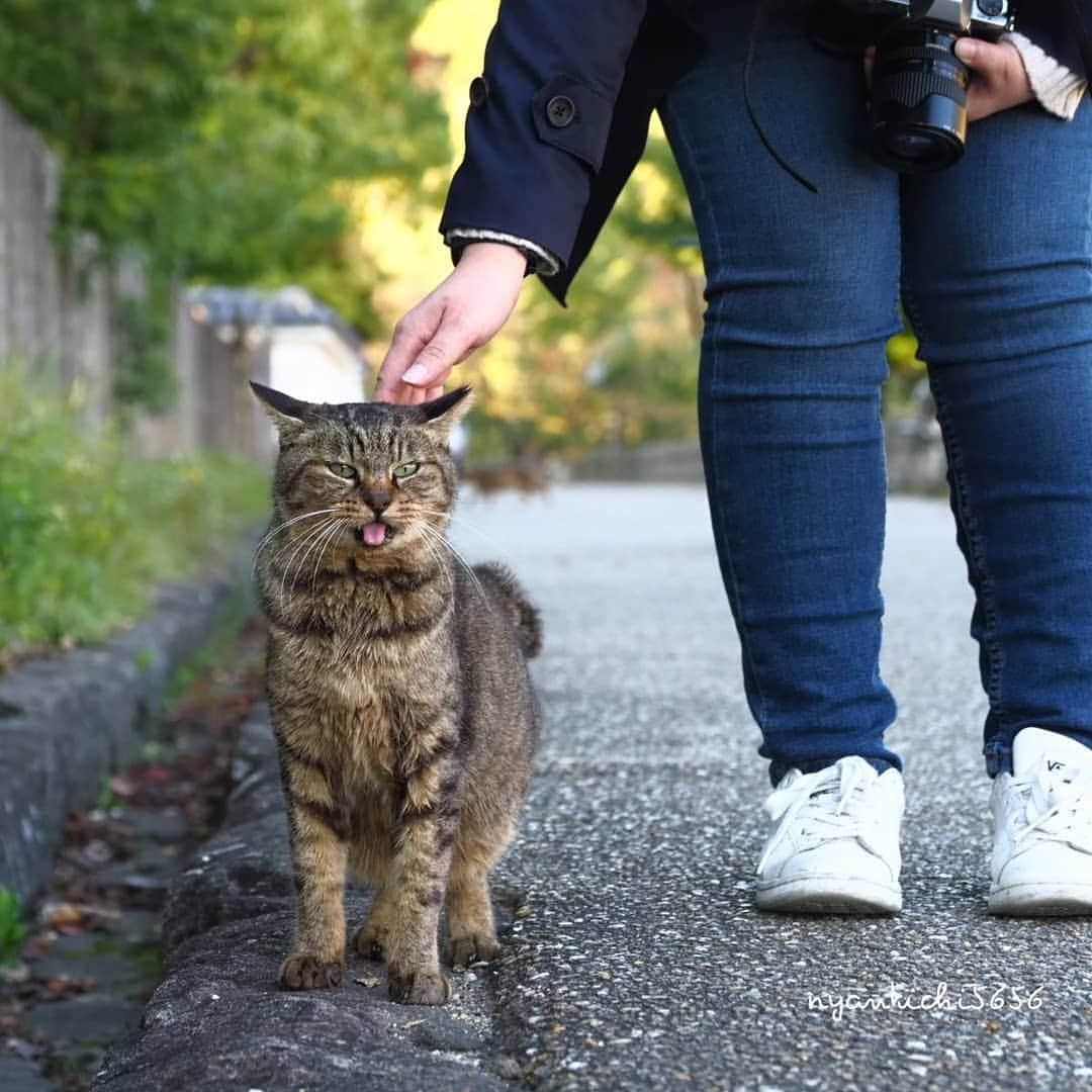 路地裏のにゃん吉さんのインスタグラム写真 - (路地裏のにゃん吉Instagram)「観光客に可愛がられたべーちゃん。  一声かけて撮らせてもらいました。  べーちゃんは居ないことも多い。  べーちゃんに会えるのはとても幸運。  その頭を撫でると幸せが訪れます。  知らんけど😀  　#生き抜け野良猫 べーちゃん #แมว #igersjp#のらねこ部#猫#ねこすたぐらむ#ねこ部#bnw_greatshots #にゃんすたぐらむ#みんねこ #cats#ファインダー越しの私の世界 #catsofinstagram#catgag #gatto#catloversclub#ペコねこ部#gf_bnw #東京カメラ部#icu_japan#team_jp_西 #고양이#nekoclub #catstagram#広がり同盟 #bestcatclub #gallery_legit #kawaii#love_bestjapan #meow」10月25日 21時13分 - nyankichi5656