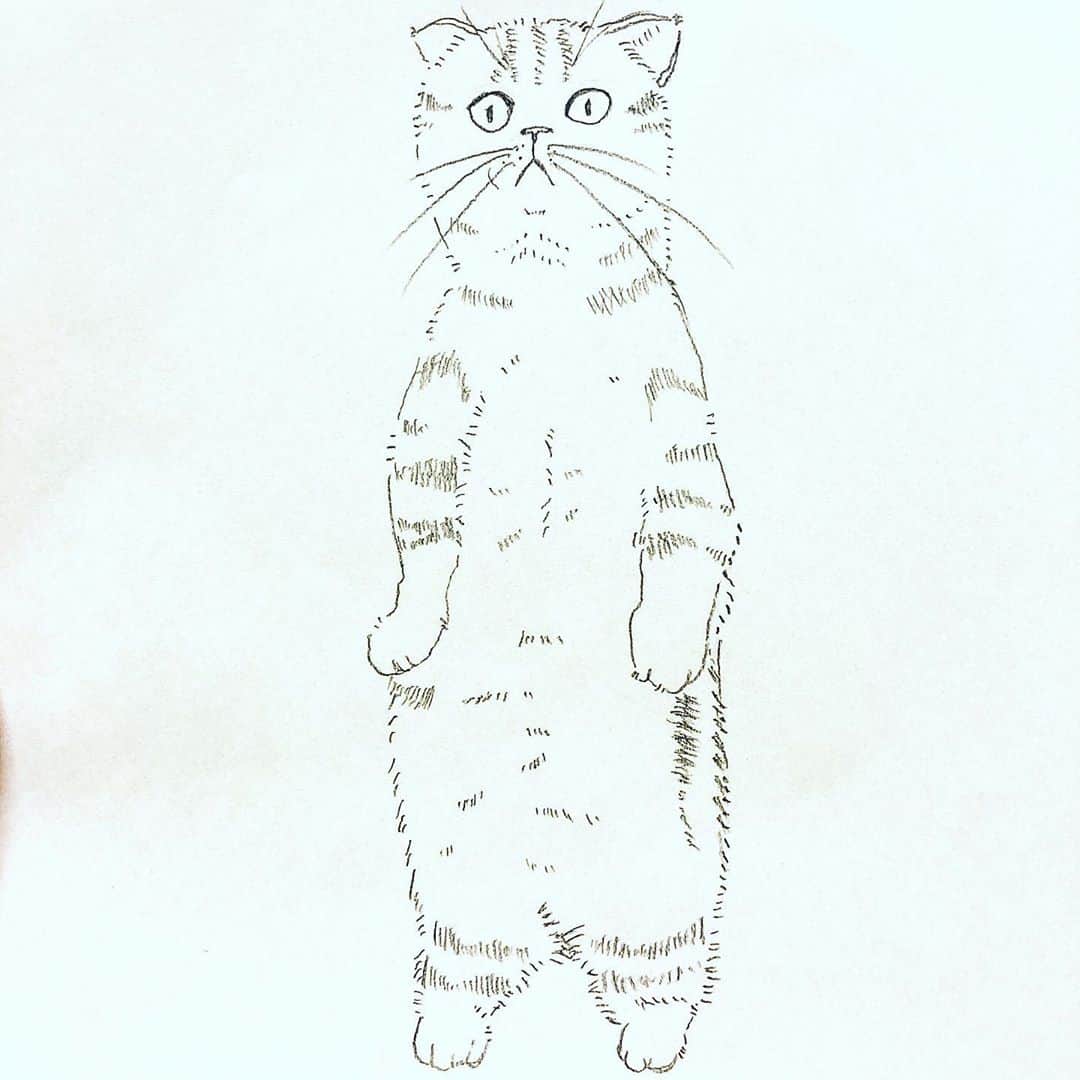岩崎愛のインスタグラム：「ミニゴジラ。 . マンチカン 手足短し 胴長し🐈 (五七五) . #ひごとねこ  #猫 #cat #マンチカン #munchkin  #イラスト #illustration  #猫の絵 #猫好き  #五七五」
